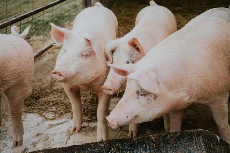 selective-closeup-shot-of-pink-pigs-in-a-barn